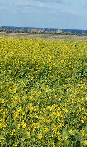 [치안포토] 봄(春)의 제주를 떠올리게 하는 "유채꽃" 기사 이미지